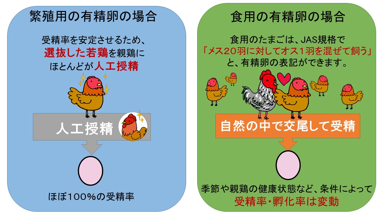 未洗卵・有精卵をご希望の方へ 平飼い地鶏専門店 五頭山麓ひよころ鶏園