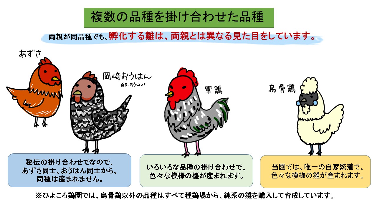 未洗浄卵のご購入について 平飼い地鶏専門店 五頭山麓ひよころ鶏園